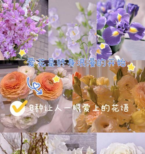 白色切花菊花语是什么？如何表达纯洁的祝福？