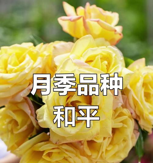 什么花寓意事业成功和平安？