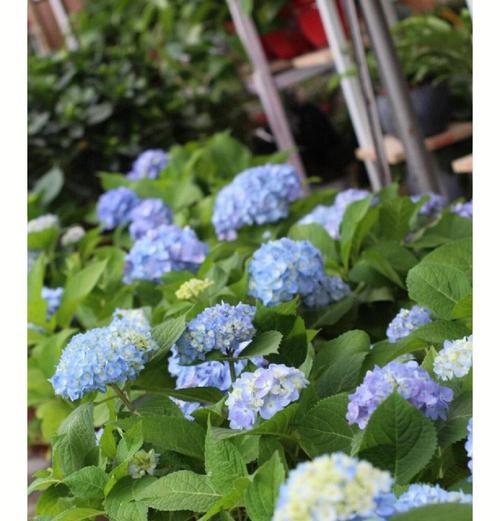 金色绣球花代表什么？