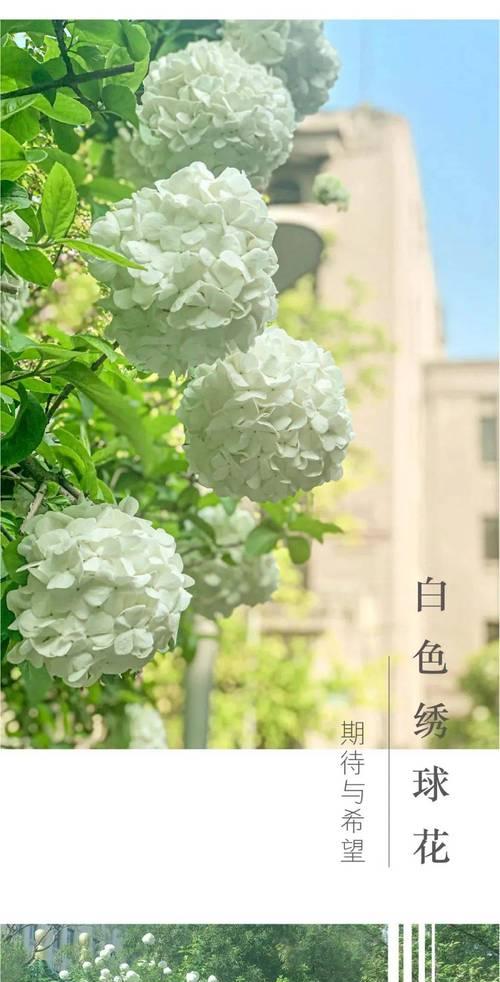 金色绣球花代表什么？