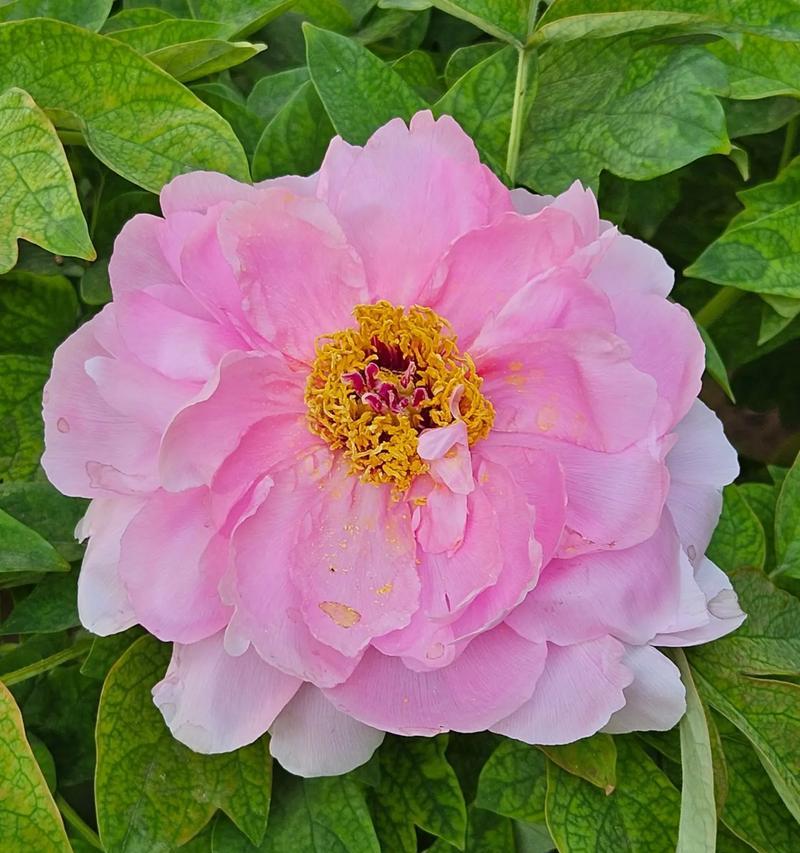 哪些花象征着富贵？花语有哪些？