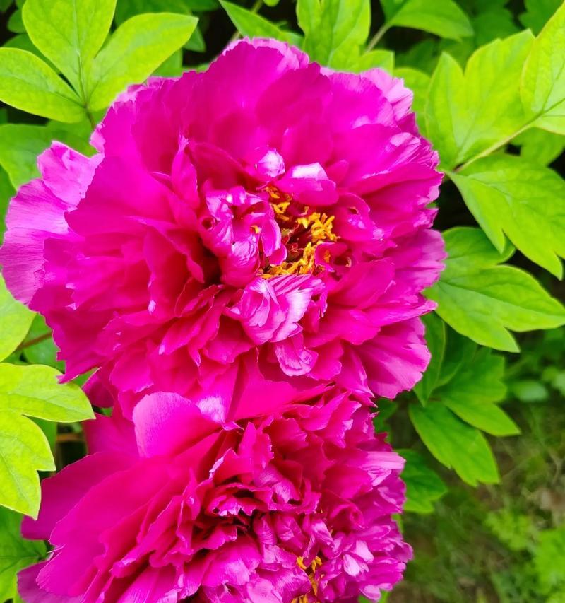哪些花象征着富贵？花语有哪些？