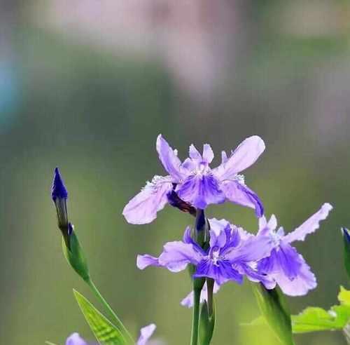 蓝色紫色花的含义和寓意是什么？蓝色紫色花代表什么？