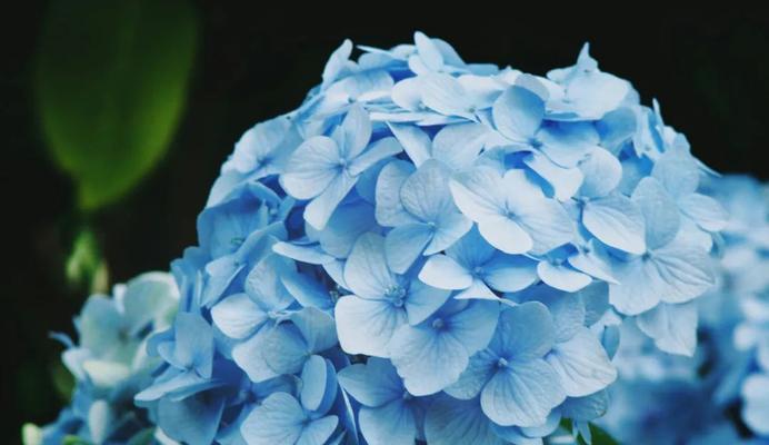 蓝色紫色花的含义和寓意是什么？蓝色紫色花代表什么？