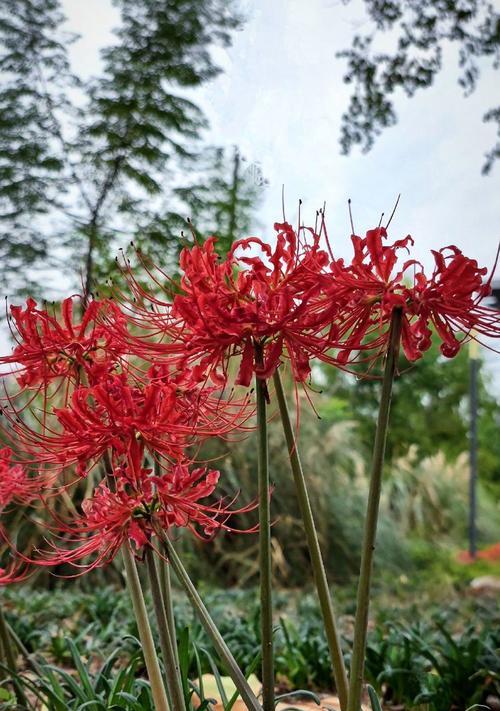 红色彼岸花对00后有何特殊含义？