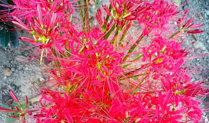 红色彼岸花对00后有何特殊含义？