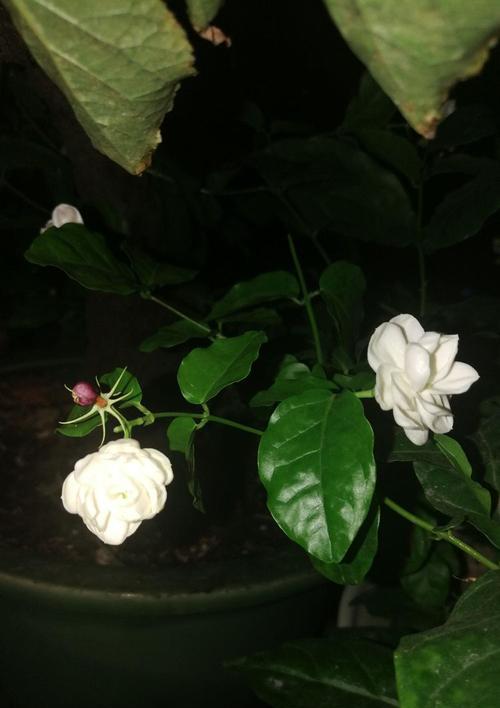 黑色茉莉花象征着什么？黑色茉莉花的花语是什么？