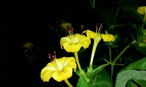 黑色茉莉花象征着什么？黑色茉莉花的花语是什么？