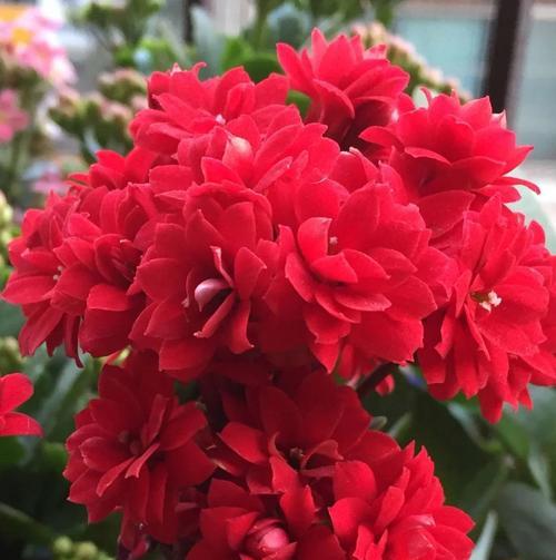 绿色和粉色的花有什么寓意？这些颜色的花代表什么？