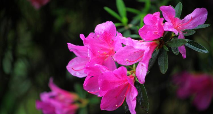 绿色和粉色的花有什么寓意？这些颜色的花代表什么？