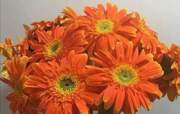 橙色花的花语是什么？