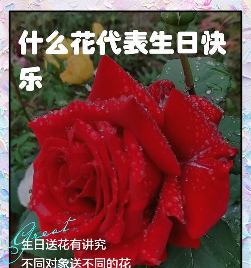 哪种花的寓意是快乐？