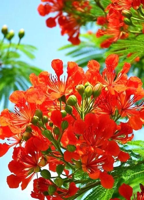 哪种花的寓意是快乐？
