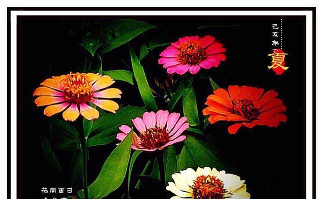 黄色步步高花代表什么？步步高花的寓意有哪些？