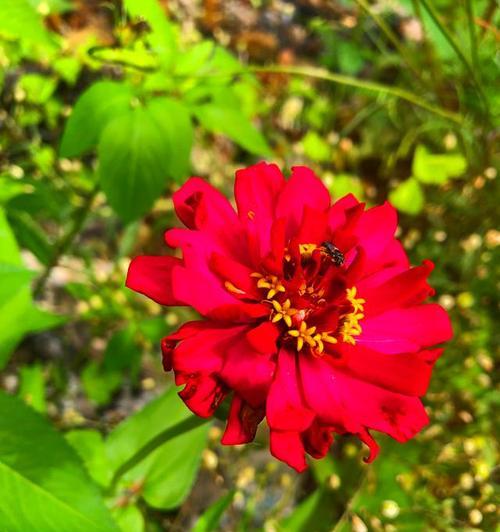 黄色步步高花代表什么？步步高花的寓意有哪些？