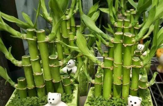 教师节送兔子花有何寓意？兔子花的象征意义是什么？