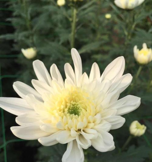 中秋节送奶奶哪种花最合适？它的寓意是什么？