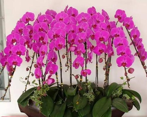中秋节送奶奶哪种花最合适？它的寓意是什么？