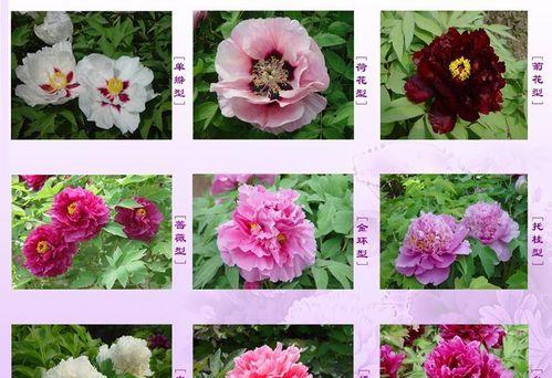 神色系的花有哪些含义？神色系的花代表什么？