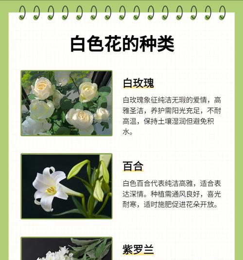 哪些花最能代表爱情的美好？这些花的寓意你知道吗？