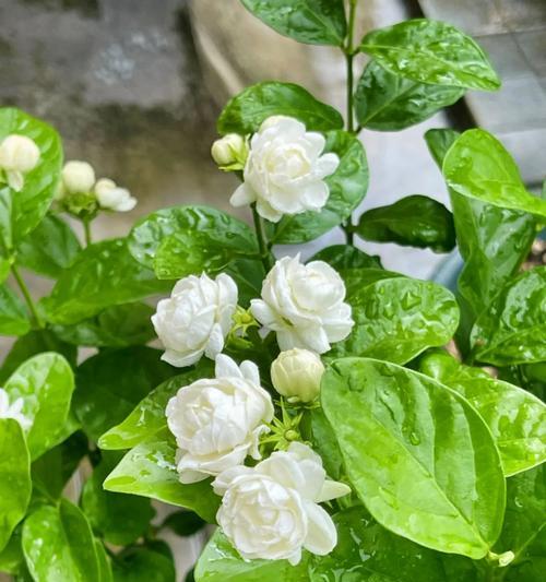 哪些花最能代表爱情的美好？这些花的寓意你知道吗？