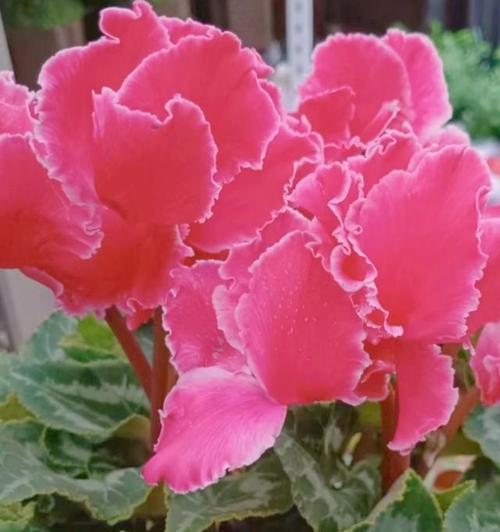 仙客来各颜色花语是什么？仙客来的花语有哪些？