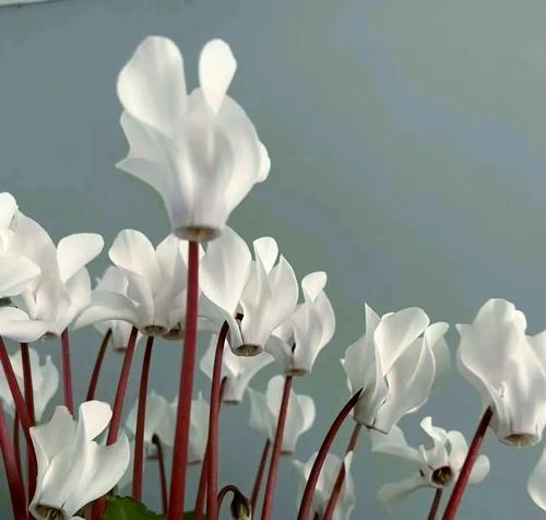 仙客来各颜色花语是什么？仙客来的花语有哪些？