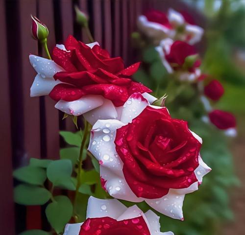 家长节日送什么花合适？这些花的花语有何寓意？