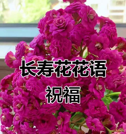 家长节日送什么花合适？这些花的花语有何寓意？