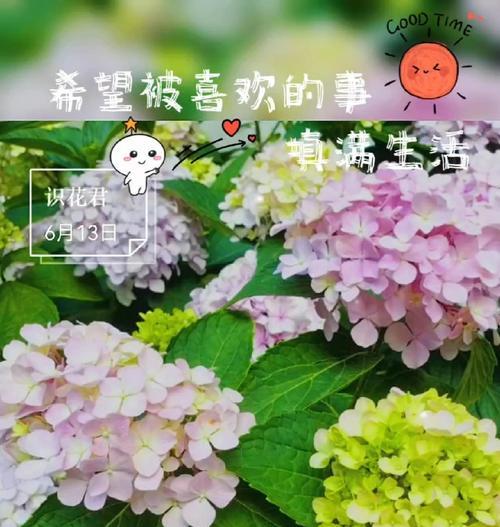 紫色白玫瑰手捧花象征什么？紫色白玫瑰的寓意是什么？
