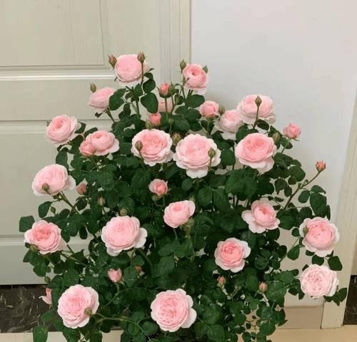 紫色白玫瑰手捧花象征什么？紫色白玫瑰的寓意是什么？