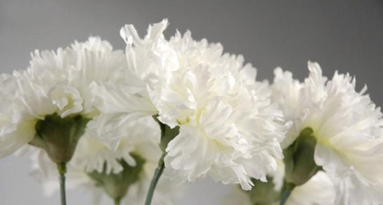 白色花象征着什么意义？白色花的含义是什么？