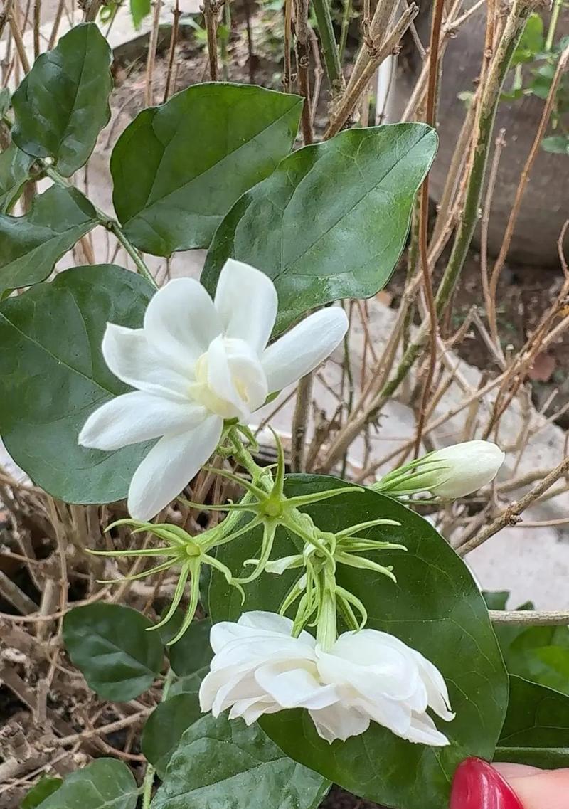白色花象征着什么意义？白色花的含义是什么？