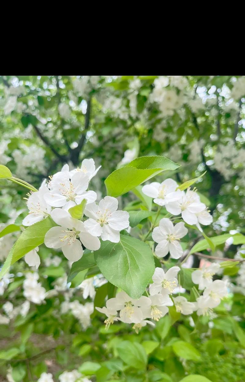 白色花象征着什么意义？白色花的含义是什么？