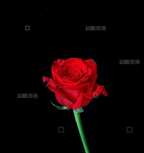 黑背景的玫瑰花寓意是什么？它们象征着什么？
