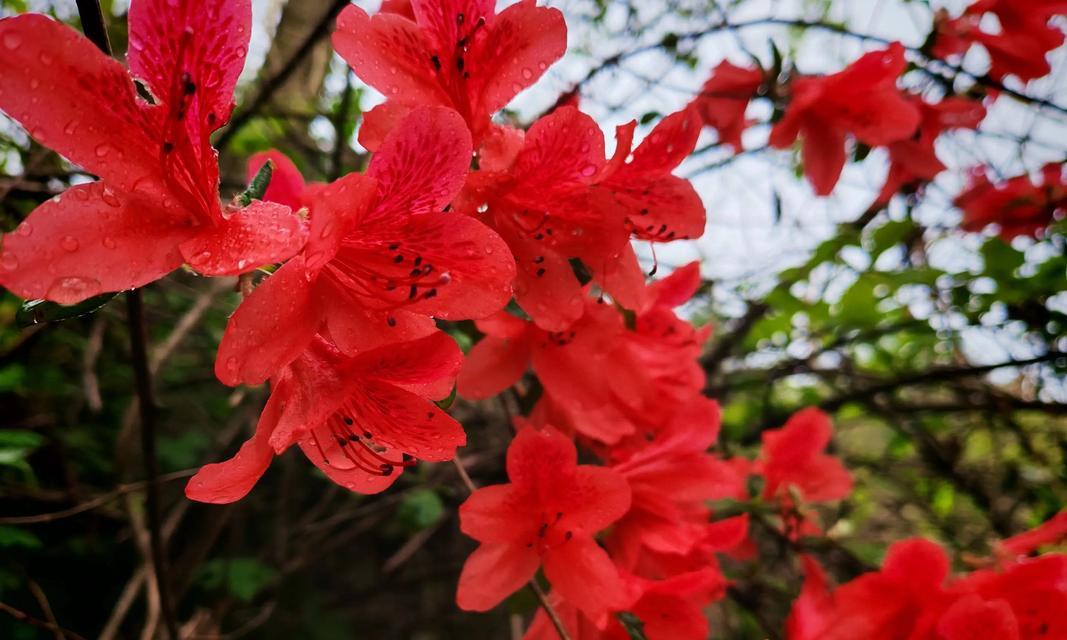 哪些花代表繁荣昌盛？