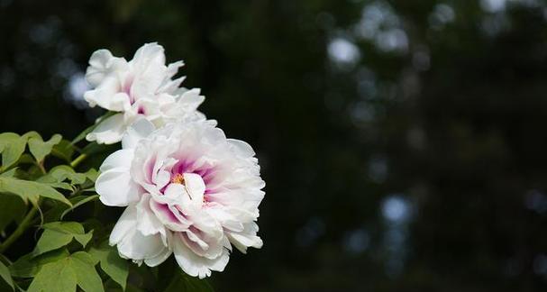 哪些花代表繁荣昌盛？