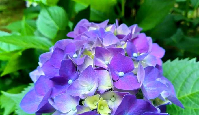哪种花象征无悔的爱情？无悔爱情的花有哪些？