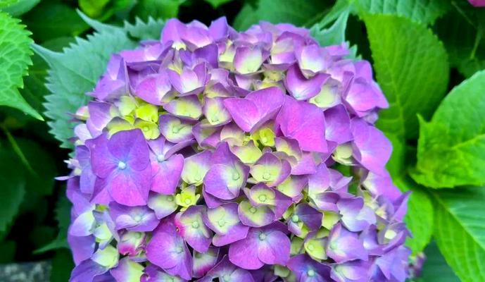 哪种花象征无悔的爱情？无悔爱情的花有哪些？