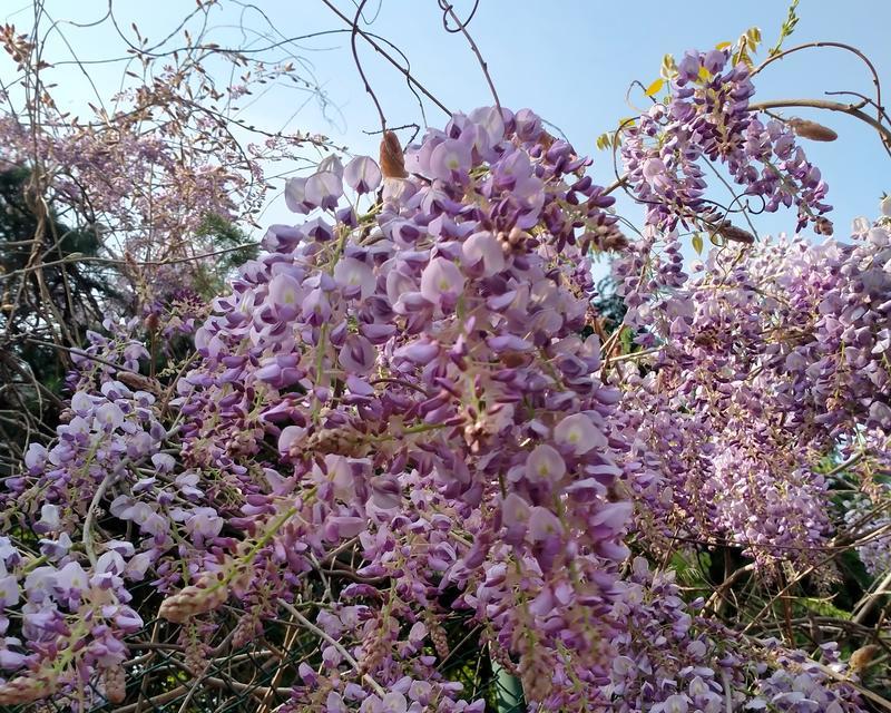 什么花象征健康平安和坚强？