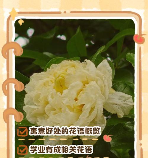 浪漫祝福的花语有哪些？如何用花语表达祝福？