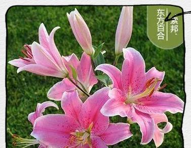 粉色百合花代表什么？粉色百合花的花语有哪些？