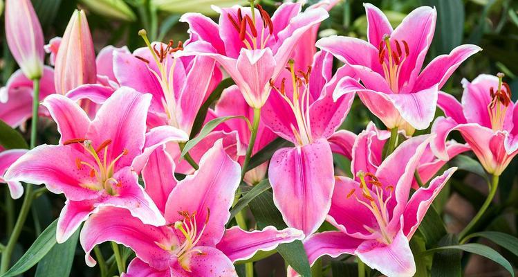 粉色百合花代表什么？粉色百合花的花语有哪些？