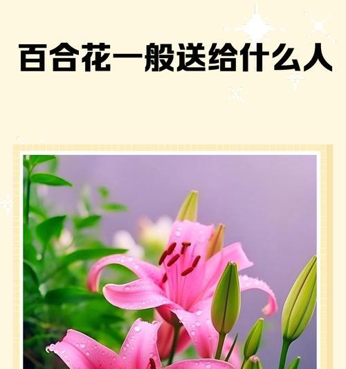 粉色百合花代表什么？粉色百合花的花语有哪些？