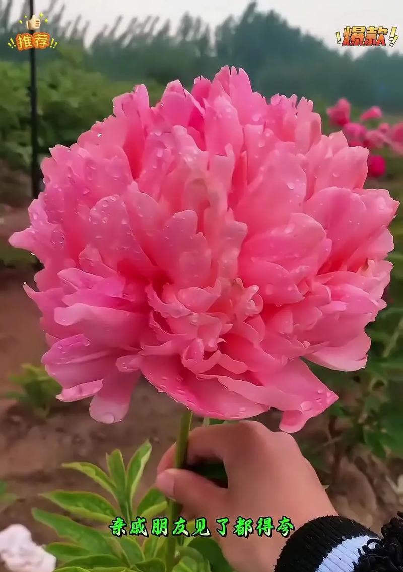 哪种花象征着一见钟情的爱情？它的花语是什么？