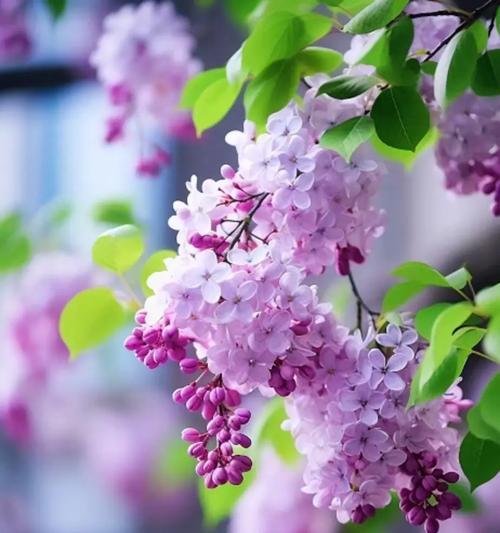 哪种花象征着一见钟情的爱情？它的花语是什么？