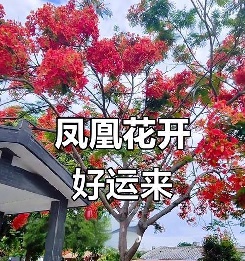 哪种花寓意去晦气迎好运？
