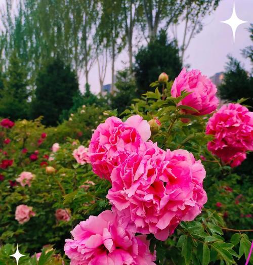 牡丹花的不同颜色各自代表什么意义？