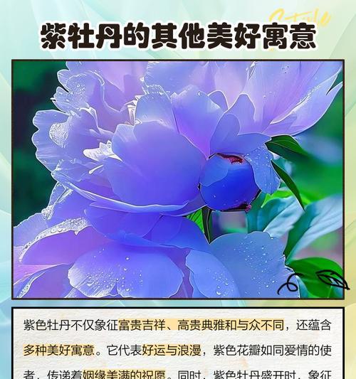 春节牡丹花的寓意有哪些？为什么牡丹花象征富贵？