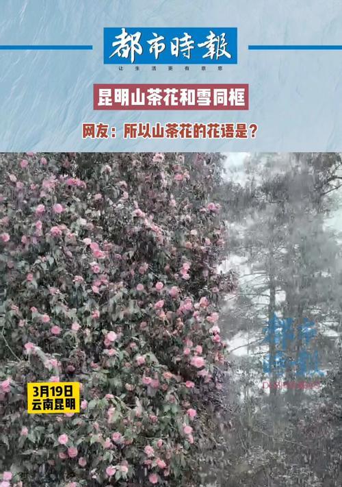 昆明有哪些浪漫的花语？